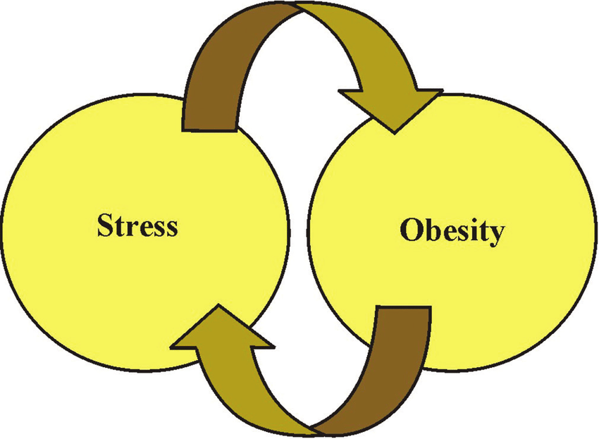 Connection Between Stress and BMI